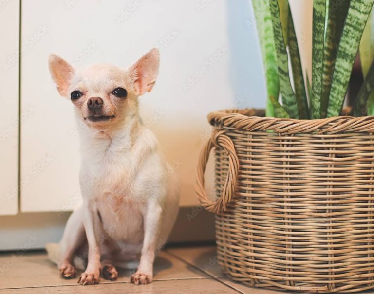 Are Snake Plants Toxic to Dogs?